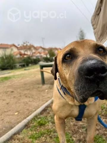 Adopta al dulce Yumé - Imagen 2