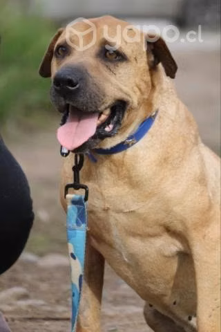 Adopta al dulce Yumé - Imagen 3