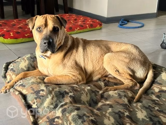 Adopta al dulce Yumé