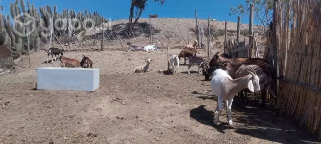 Venta de cabras