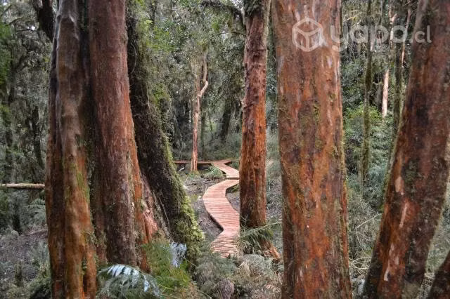 Parcela Bosque Nativo Parque Tepuhueico 27.5H