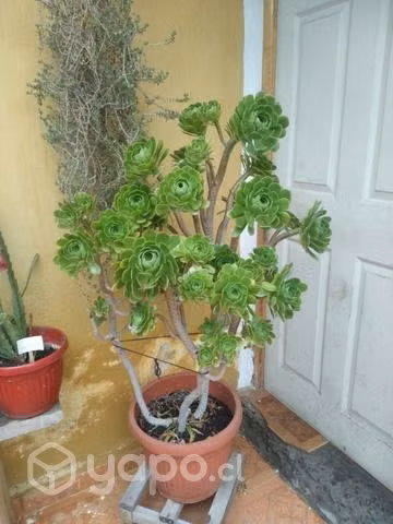 Aenium arboreum