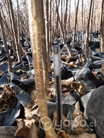 Frutales cerezos