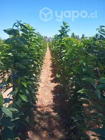 Frutales cerezos
