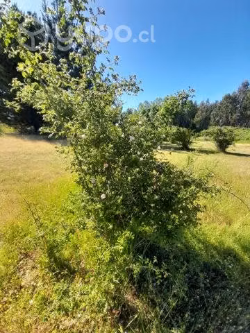 campo de 8 hectareas