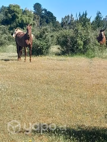 campo de 8 hectareas