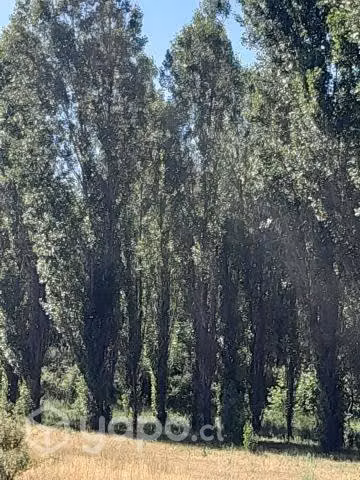campo de 8 hectareas