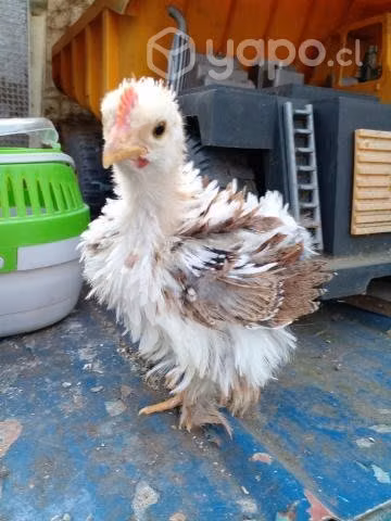 Parejita cochinchinos enanos Osorno