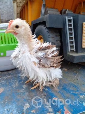 Parejita cochinchinos enanos Osorno