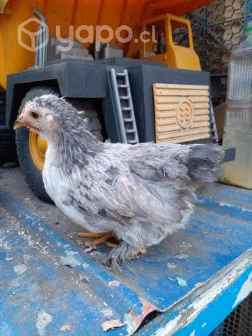 Parejita cochinchinos enanos Osorno