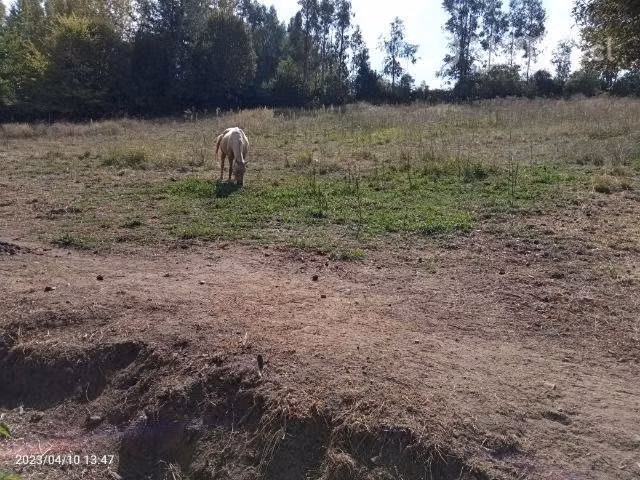 Parcela en bajo perquin talca - Imagen 6