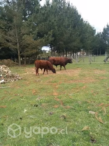 Toro de 2 años y de 7 meses