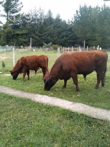Toro de 2 años y de 7 meses