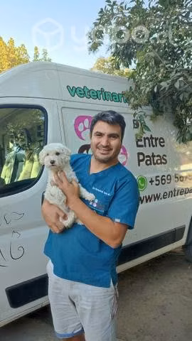 Veterinaria móvil