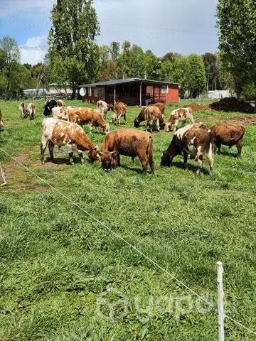 Terneros