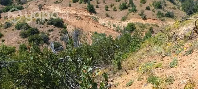 Terreno en Peralillo 5000 m²