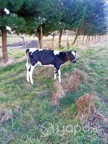 Vaca