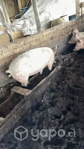 Chanchos de campo