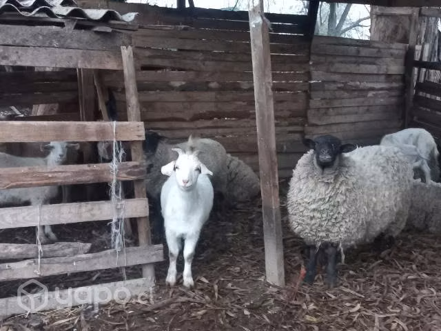 Cabrito grande - Imagen 2