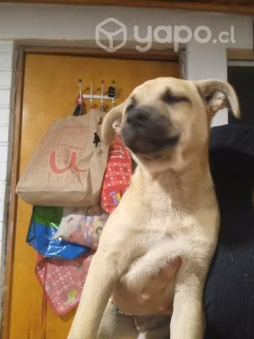 cachorritas