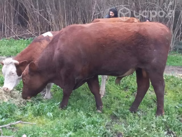 Toro angus