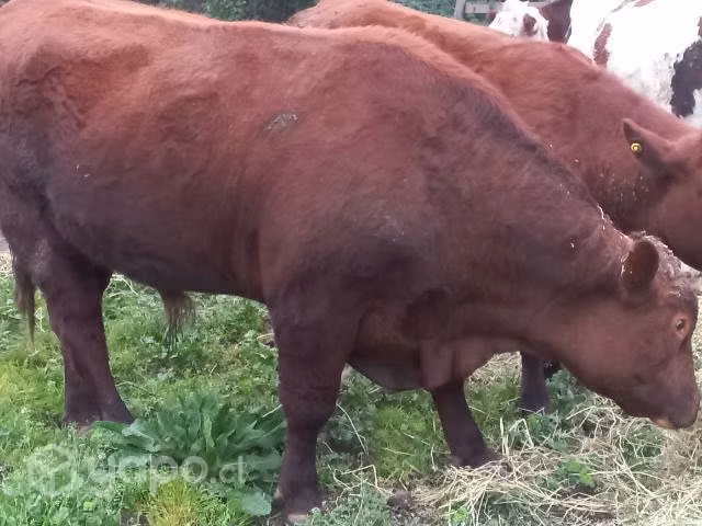 Toro angus
