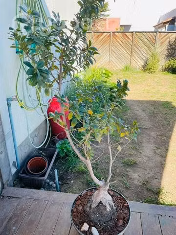 Hermoso bonsai grande