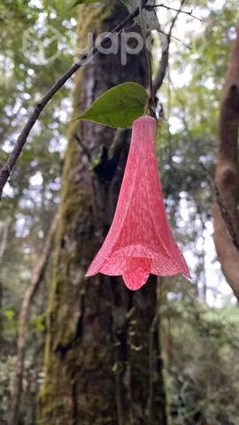 Cabaña Panguipulli