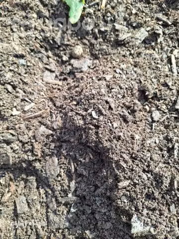 Vermi Compost