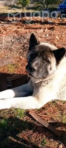 Se da adopción akita americano