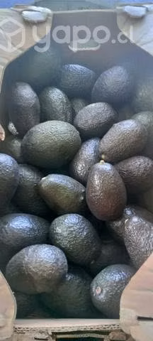 Palta Hass calibre 16
