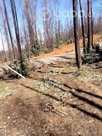 Parcela de una hectárea en Juan chico - Imagen 2