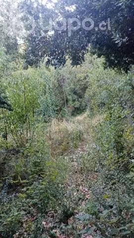 Terreno 3.7 hectareas con arboles nativos