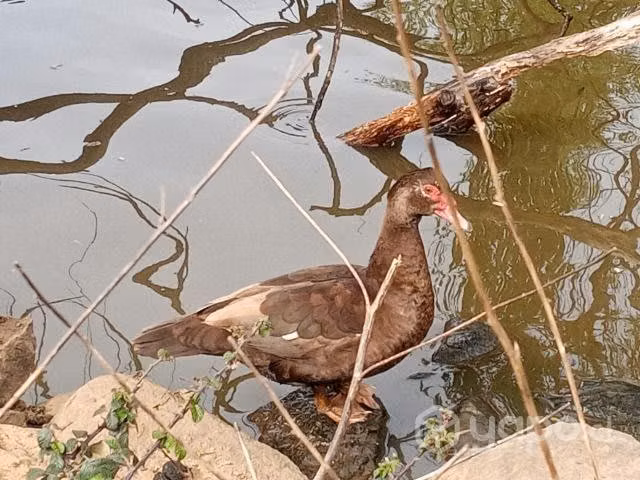 Patos y huevos