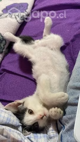 Gatito en adopcióon