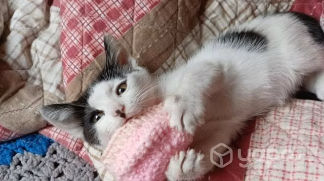 Gatito en adopcióon