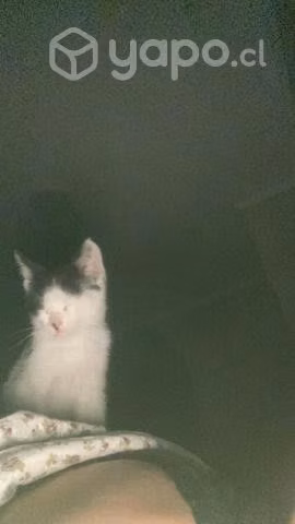 Gatito en adopcióon