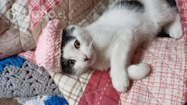 Gatito en adopcióon
