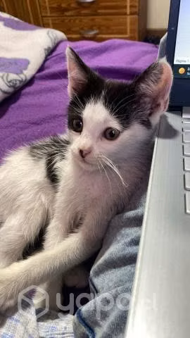 Gatito en adopcióon