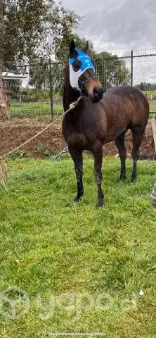 Caballo