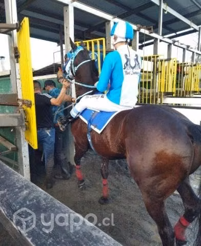 Caballo