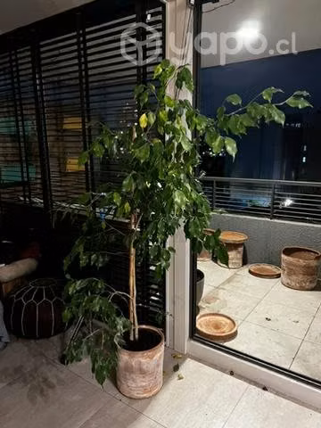 Ficus con macetero y plato