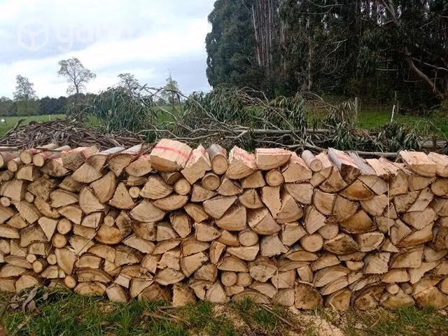 Leña eucalipto