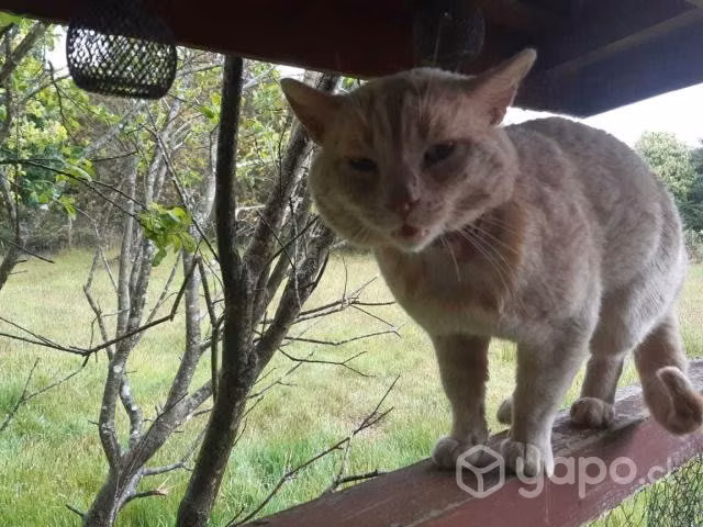 Gato en adopción