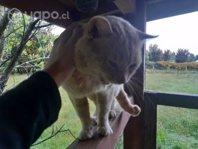 Gato en adopción