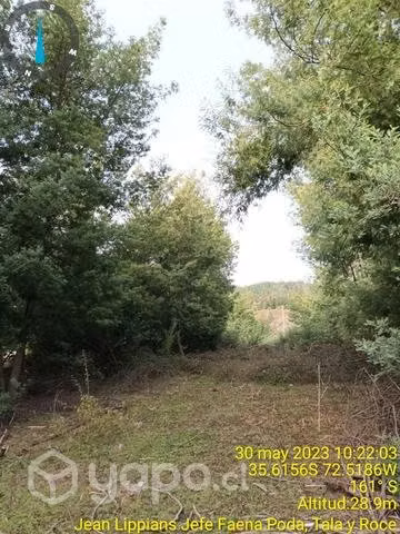 Se podan arboles y matas para leña