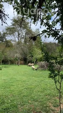 3 ovejas Suffolk - Imagen 3
