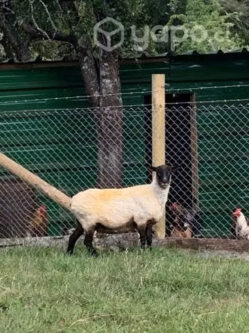 3 ovejas Suffolk