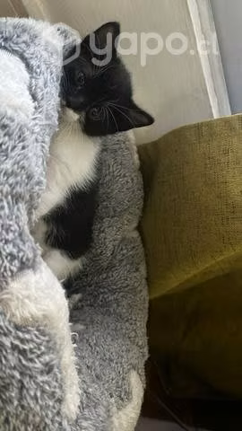 Gatito en adopción