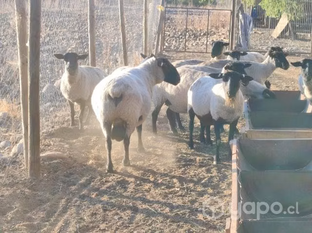 Borregas y Carnero para Crianza - Imagen 4